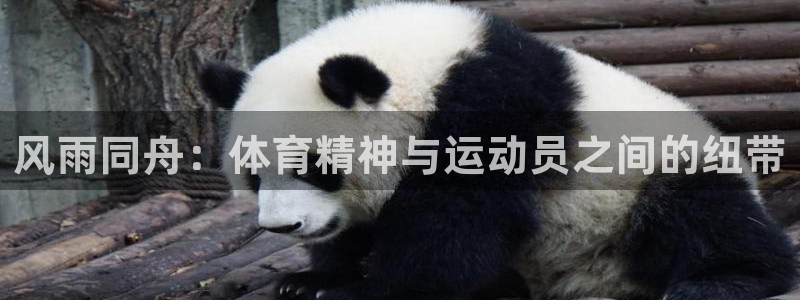 风雨同舟：体育精神与运动员之间的纽带