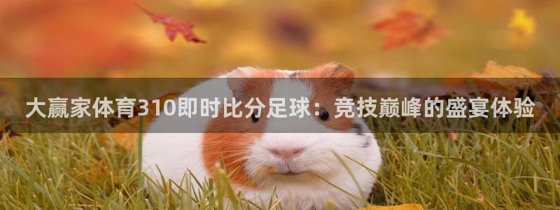 大赢家体育310即时比分足球：竞技巅峰的盛宴体验